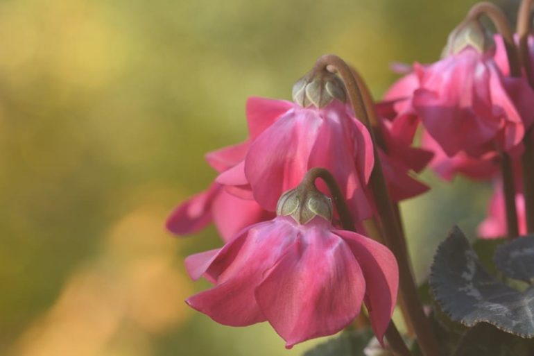 Cyclamen – co tato květina znamená v domě, znamení a pověry